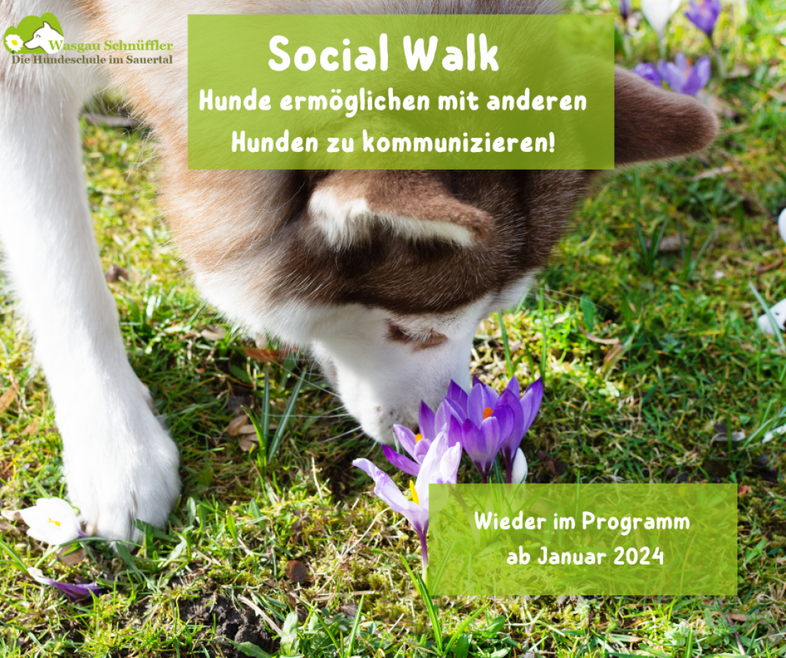 Social Walk