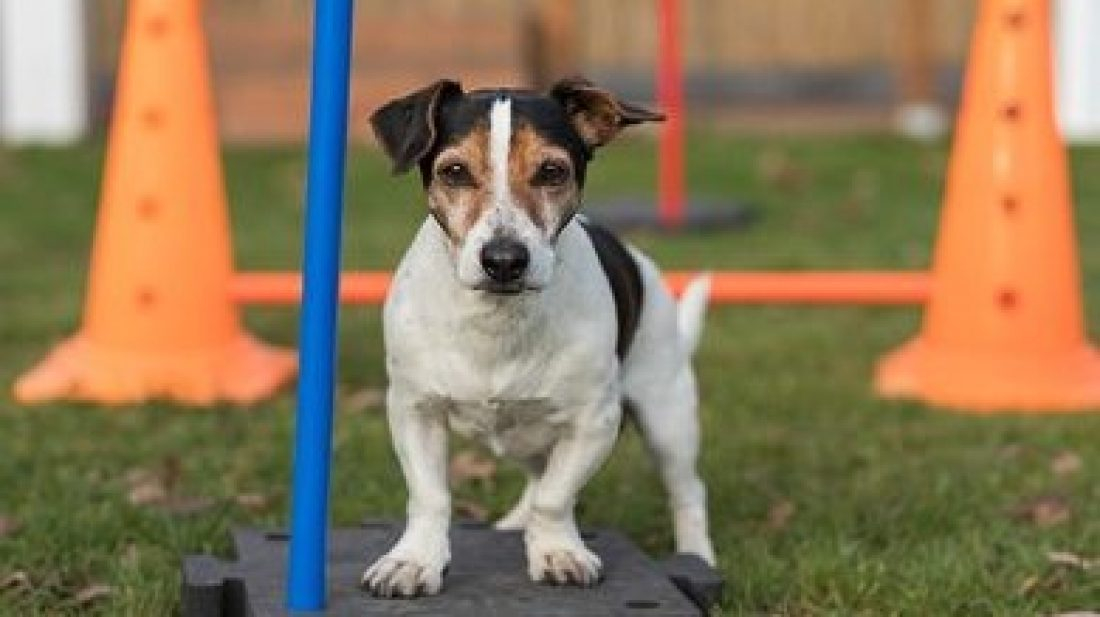 SQR-Dog - die klarste Art Hunde zu trainieren